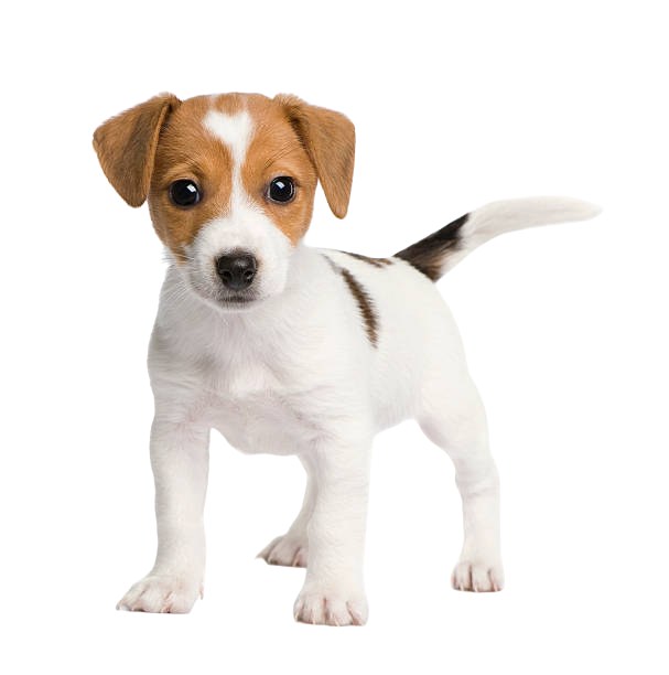 Peanut, a Jack Russell puppy